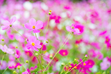 秋晴れに美しく咲く秋桜