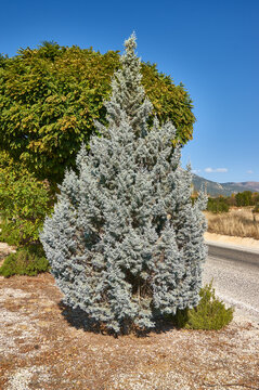 Juniperus scopulorum — Blue Arrow