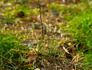 Small dry grass on the meadow. Autumn background. Dry herbs. 
