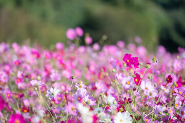 秋晴れに美しく咲く秋桜