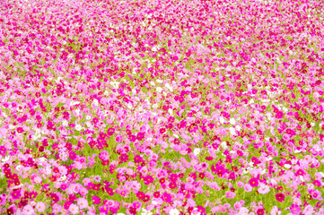 秋晴れに美しく咲く秋桜