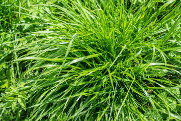 Thick and lush grass in the sunlight