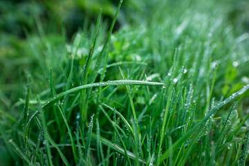 Green grass with water droplets