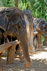 Fototapeta premium Elephants at Krabi Elephant House Sanctuary