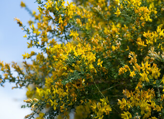 Yellow flowers of the plant Teline canariensis. High quality photo