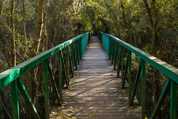Fototapeta premium Green bridge in the forest.