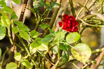 Obraz na płótnie Canvas A red rose illuminated by the autumn sun 