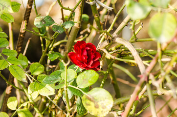A red rose illuminated by the autumn sun 