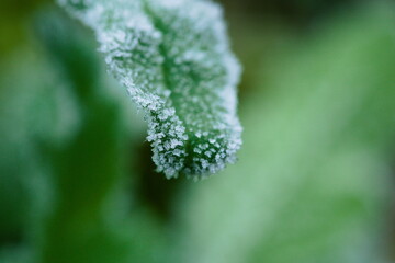 close up of frost on grass