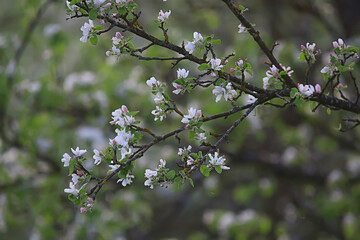 abstract apple tree flowers background, spring blurred background, branches with bloom