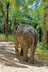 Elephants at Krabi Elephant House Sanctuary