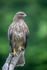 Buse variable Buteo buteo