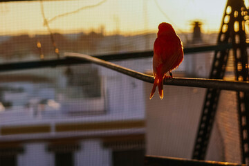 Red bird looking at the sunset