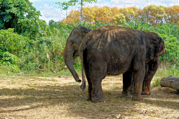 Elephants at Krabi Elephant House Sanctuary