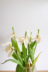 Obraz premium Dried tulip flowers close up. White-pink wilted tulip flower petals. Fading spring flowers in a vase. Withering concept. The beauty of fading flowers. Aesthetics