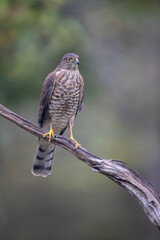 Epervier d'Europe Accipiter nisus