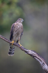 Epervier d'Europe Accipiter nisus