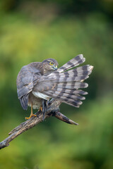 Epervier d'Europe Accipiter nisus