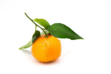 Ripe fresh tangerine on a branch covered with dew drops isolated on white background	