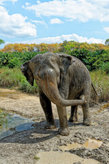 Fototapeta premium Bath with Elephants at Krabi Elephant House Sanctuary