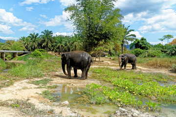 Bath with Elephants at Krabi Elephant House Sanctuary