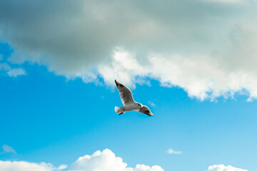 seagulls flying in the air