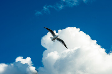 seagulls flying in the air