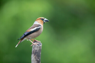 Gros-bec casse-noyaux Coccothraustes coccothraustes