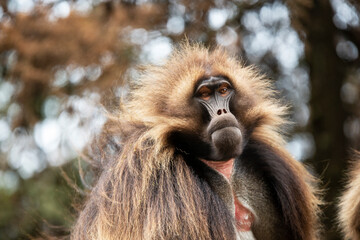Gelada