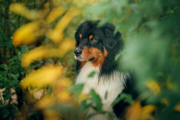 dog peeks out of the autumn leaves. Tricolor Australian Shepherd. Portrait of a pet in nature