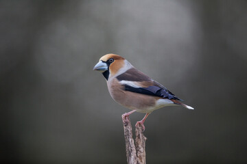 Gros-bec casse-noyaux Coccothraustes coccothraustes