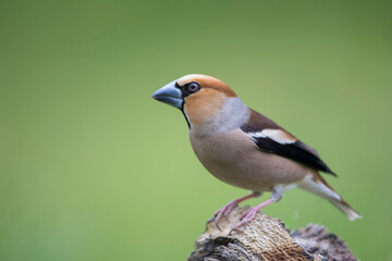 Gros-bec casse-noyaux Coccothraustes coccothraustes