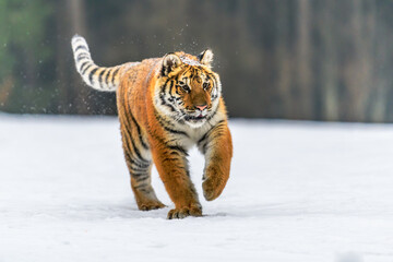 Siberian Tiger running in snow. Beautiful, dynamic and powerful photo of this majestic animal. Set in environment typical for this amazing animal. Birches and meadows