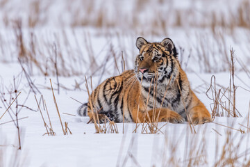 Siberian Tiger running in snow. Beautiful, dynamic and powerful photo of this majestic animal. Set in environment typical for this amazing animal. Birches and meadows