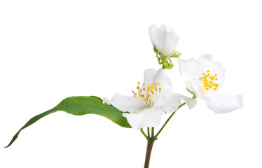 Obraz premium jasmine flower isolated