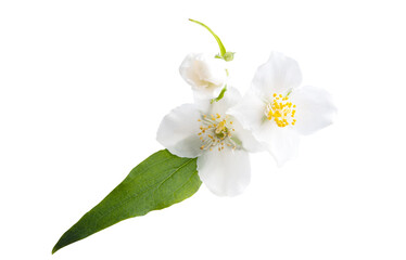 Naklejka na ściany i meble jasmine flower isolated