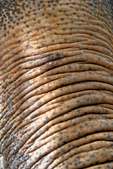 Abstract textured background of Asian elephant skin