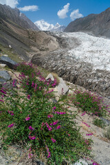 Passu glacier with flower in summer season surrounded by Karakoram mountains range in Pakistan