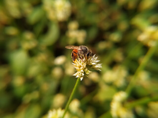 Honey Bee collecting pollen on white rape flower against green background - close up
