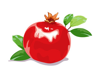 Realistic vector,Pomegramate fruit isolate with leaves on white background, hand drawing vector illustration