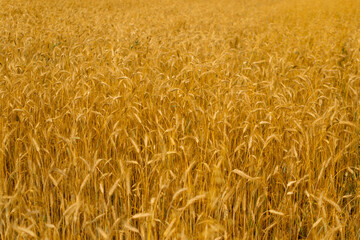 Wheat Field Texture Background with Ripening Ears