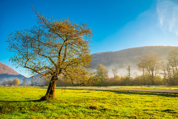 One tree with leaves on a green glade background of trees in the fog and mountains.