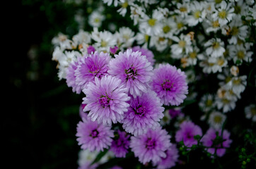 Purple And Daisy Flowers