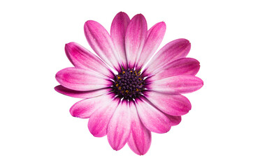 Osteospermum Daisy or Cape Daisy Flower Flower Isolated over White Background.