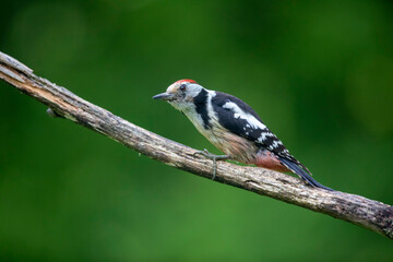 Pic mar Dendrocopus medius