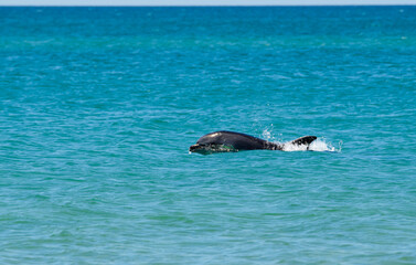 Dolphin swims in the sea. The dolphin's head is visible from the water.