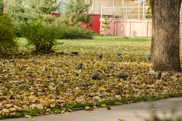 Wild pigeons in a city park 