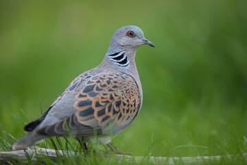 Tourterelle des bois Streptopelia turtur