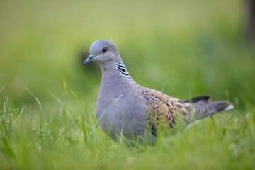 Tourterelle des bois Streptopelia turtur