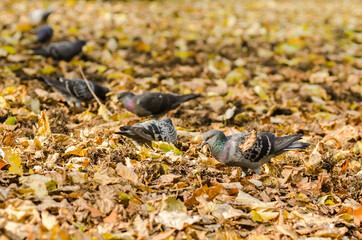 Naklejka na ściany i meble Wild pigeons in a city park 